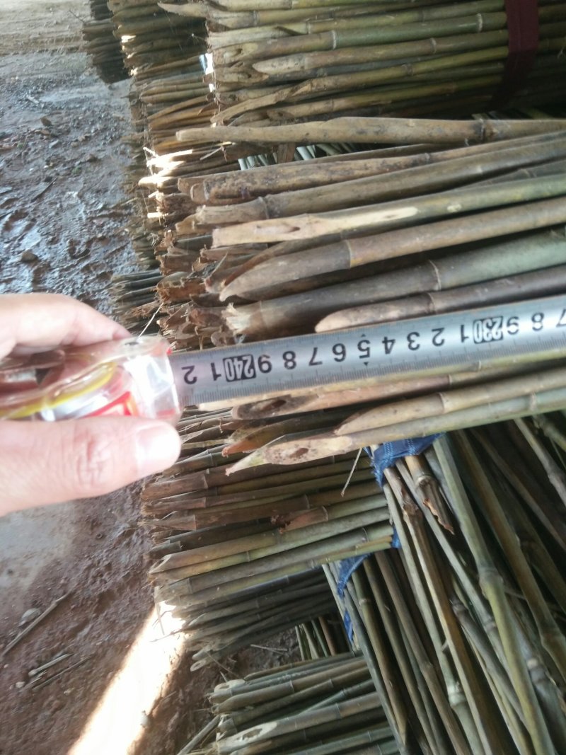 精品水竹货量充足量大从优品质精致欢迎来购