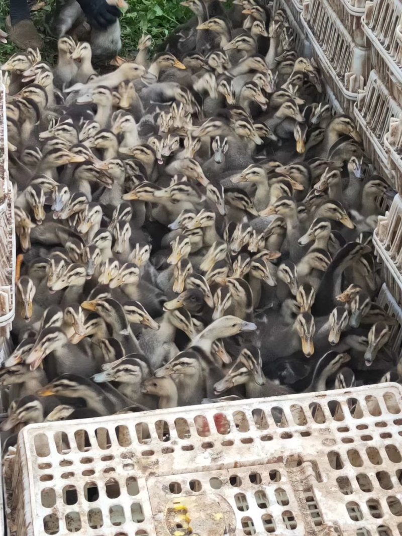 大种杂交鸭童