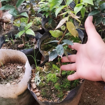 艾斯卡树葡萄