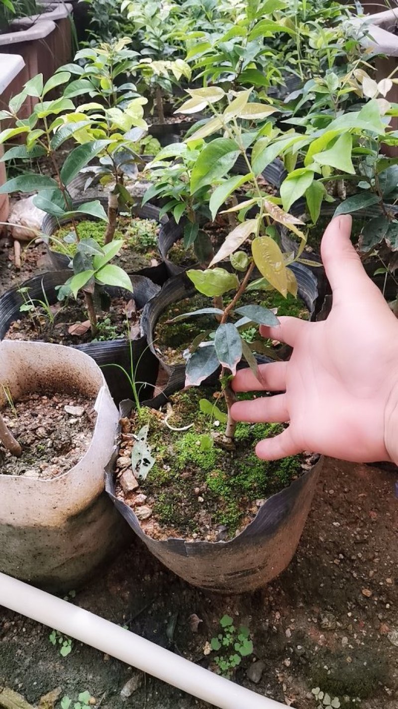 艾斯卡树葡萄