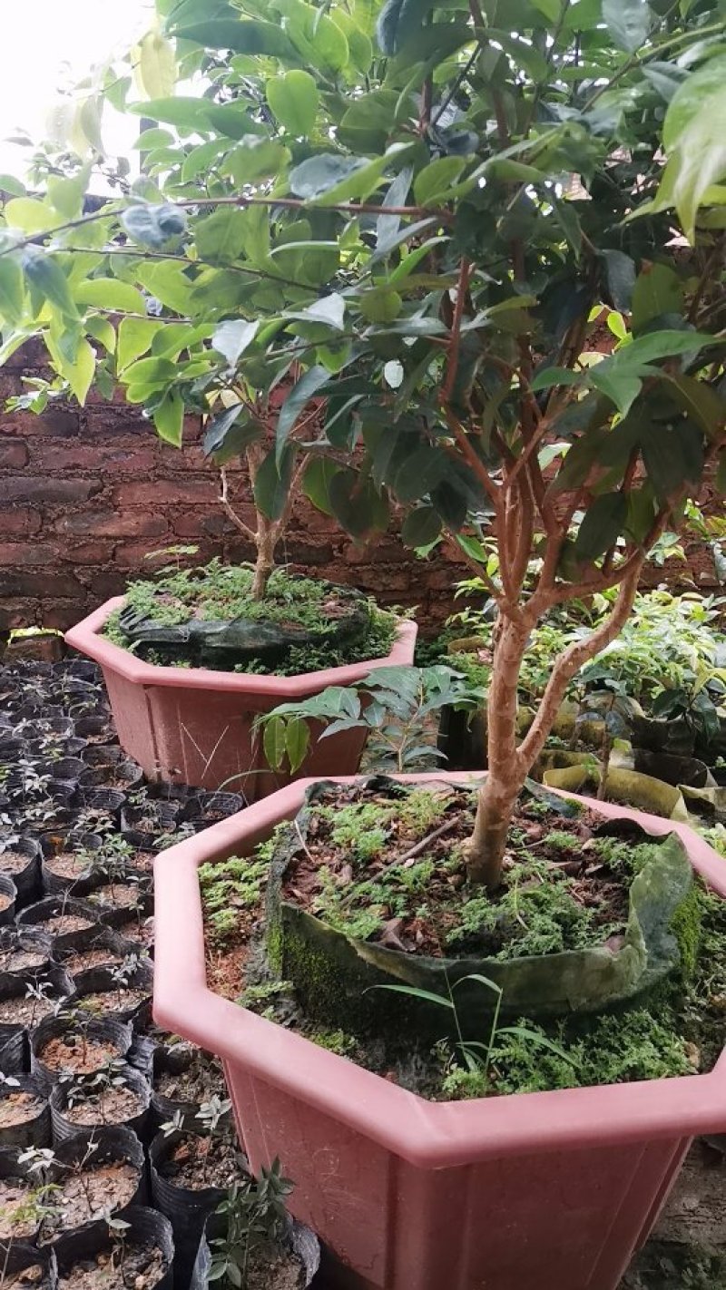 艾斯卡树葡萄