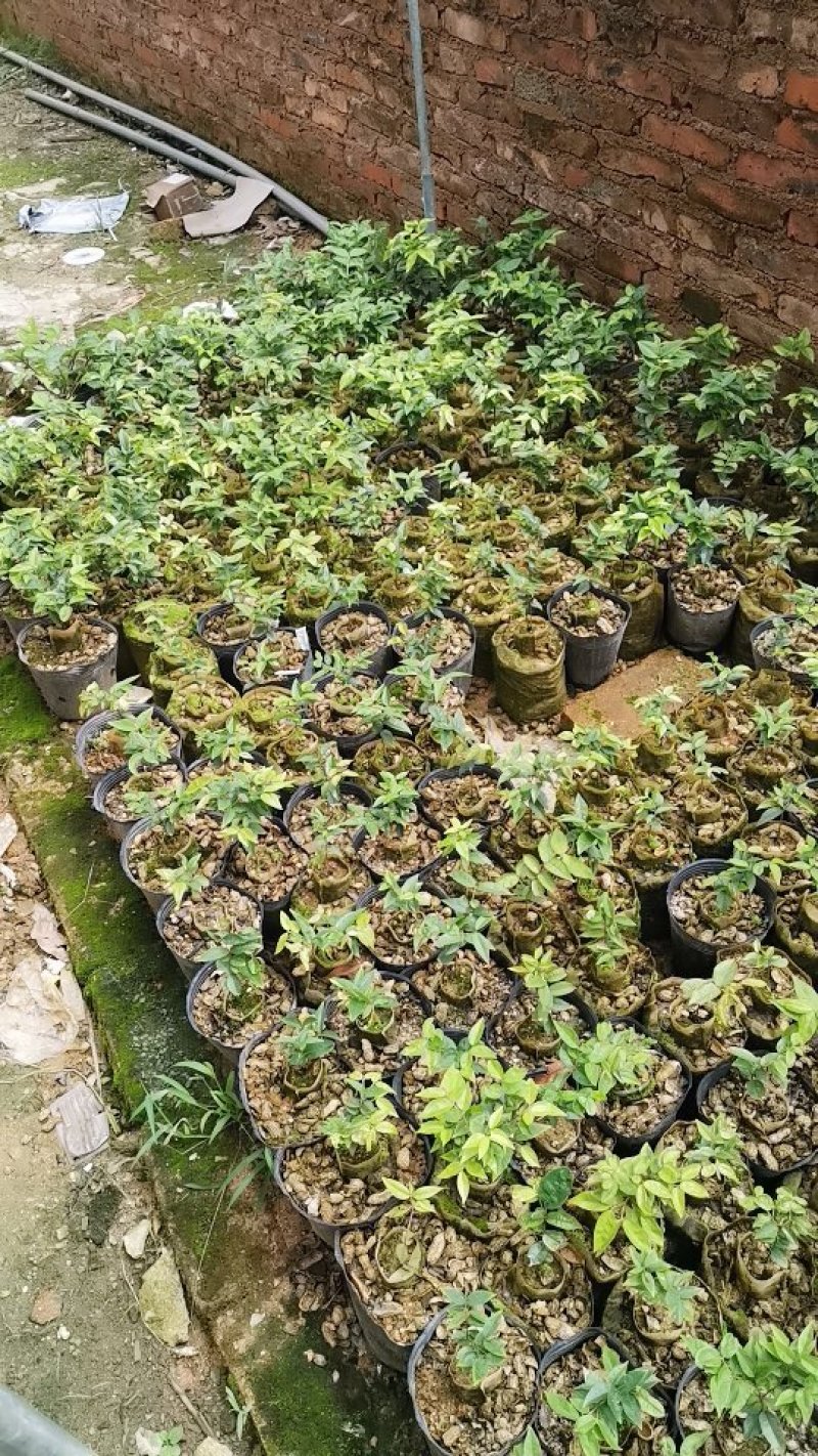 艾斯卡树葡萄