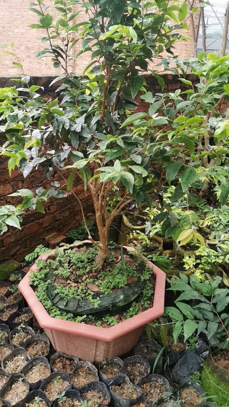 艾斯卡树葡萄