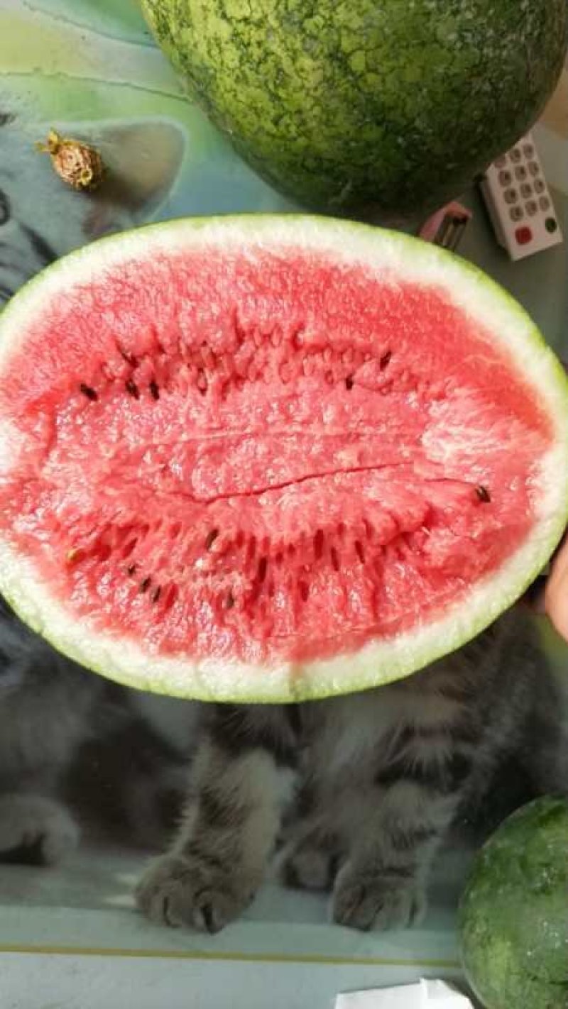 新红宝西瓜