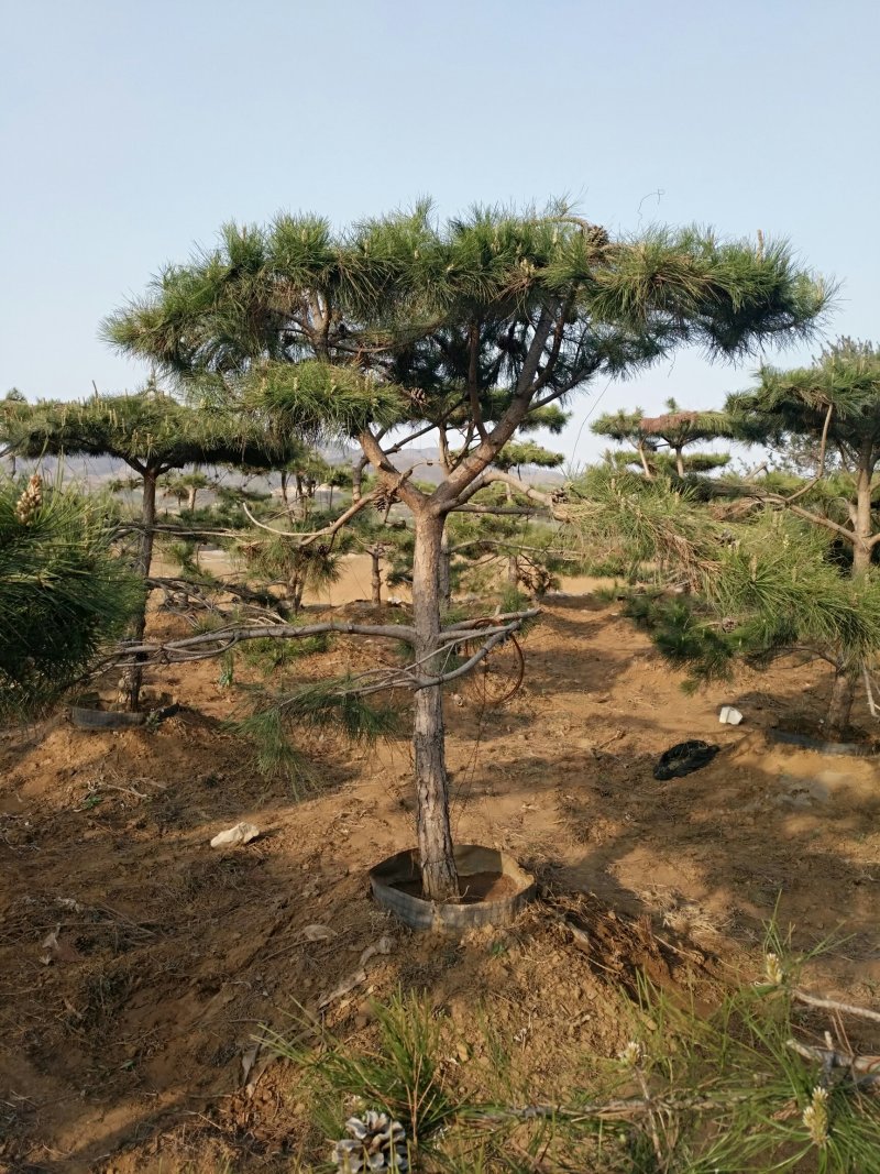 精品小油松