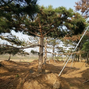 精品小油松