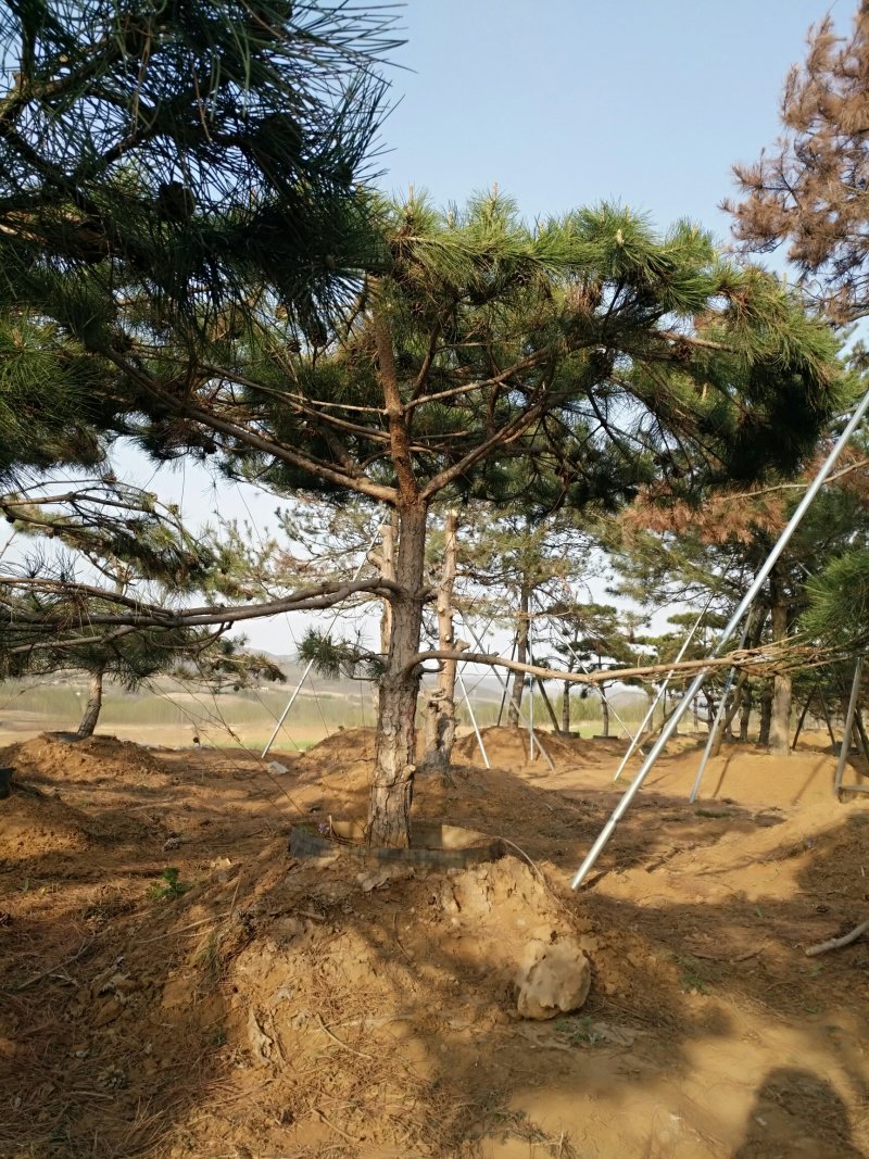 精品小油松