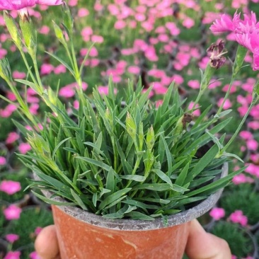 欧石竹（开花机器）会开花草坪
