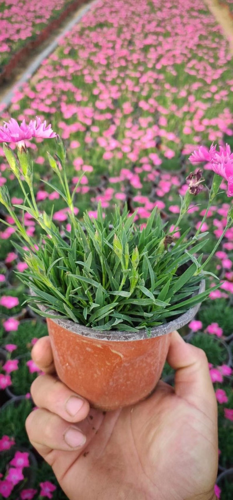 欧石竹（开花机器）会开花草坪