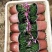 欧石竹（开花机器）会开花草坪