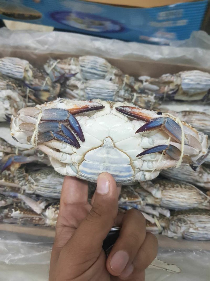 巴基斯坦兰花蟹