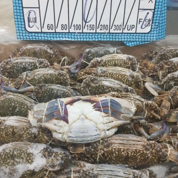 巴基斯坦兰花蟹