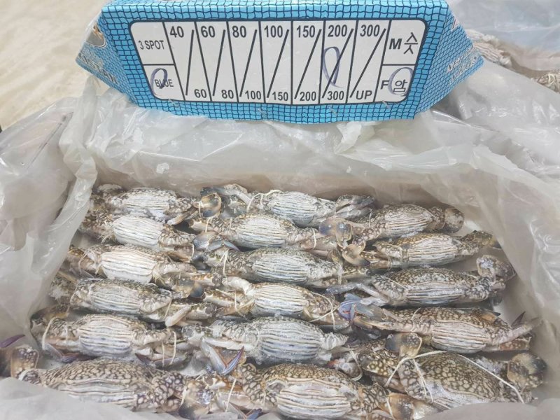 巴基斯坦兰花蟹