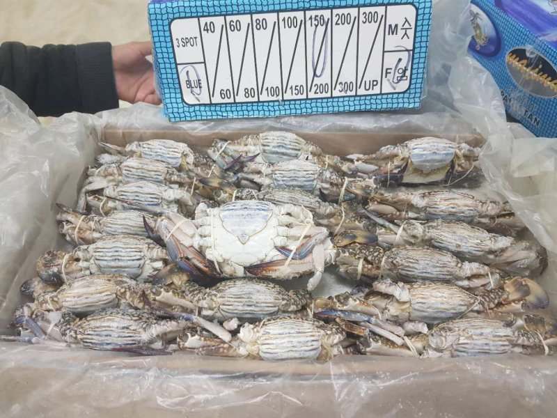 巴基斯坦兰花蟹