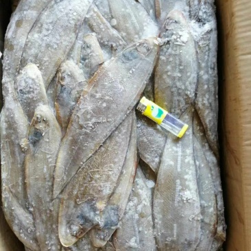 龙利鱼