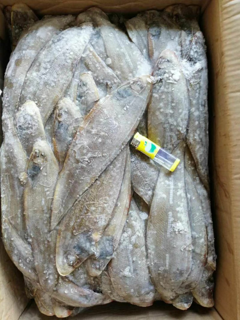 龙利鱼