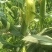 水果玉米甜糯玉米