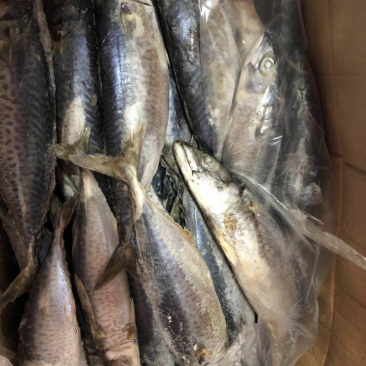 青占鱼