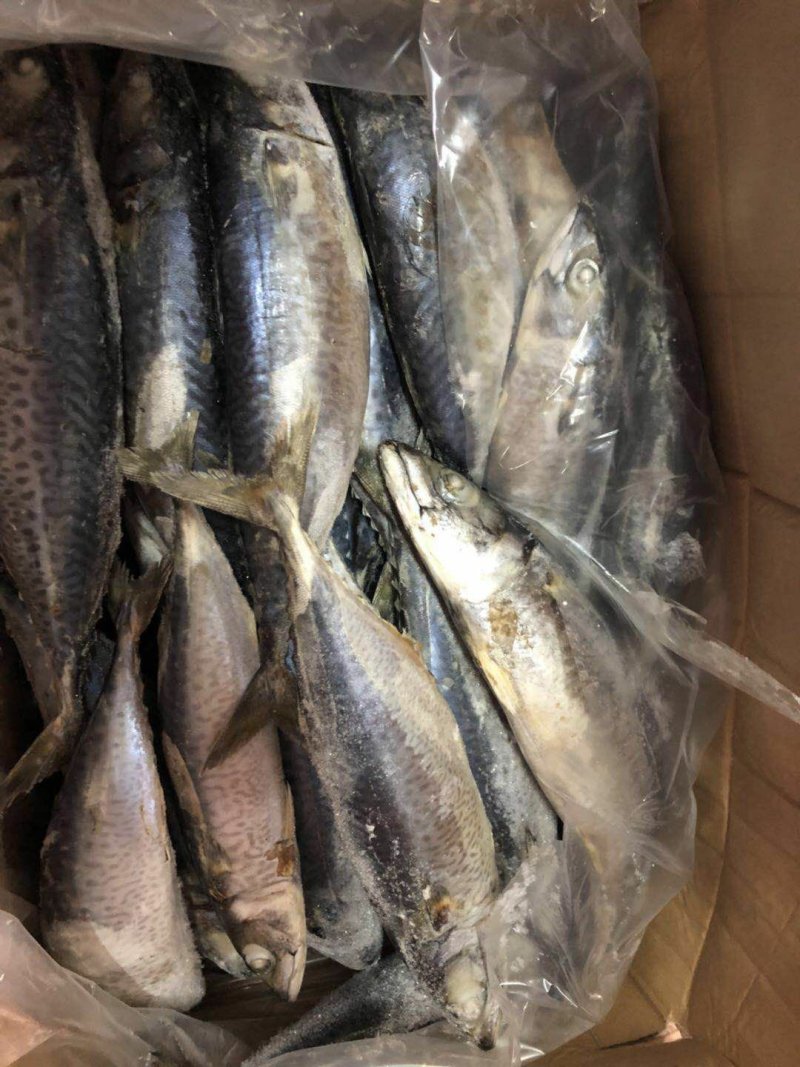 青占鱼