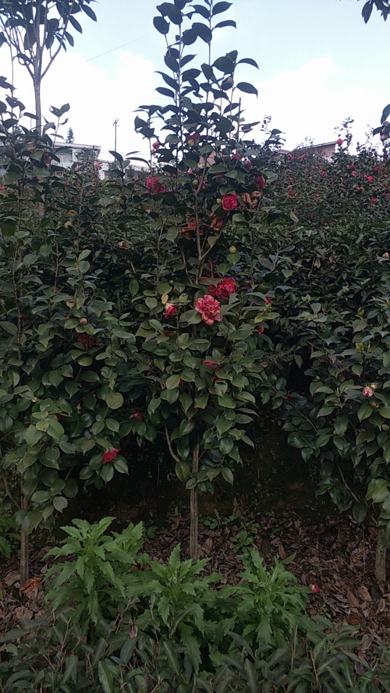 茶花，山茶花，四季茶花，小苗，品种多，四川宜宾高县
