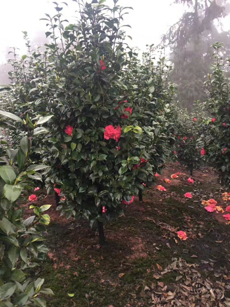 茶花，山茶花，四季茶花，小苗，品种多，四川宜宾高县