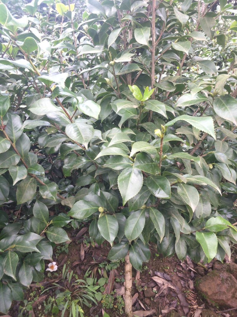茶花，山茶花，四季茶花，小苗，品种多，四川宜宾高县