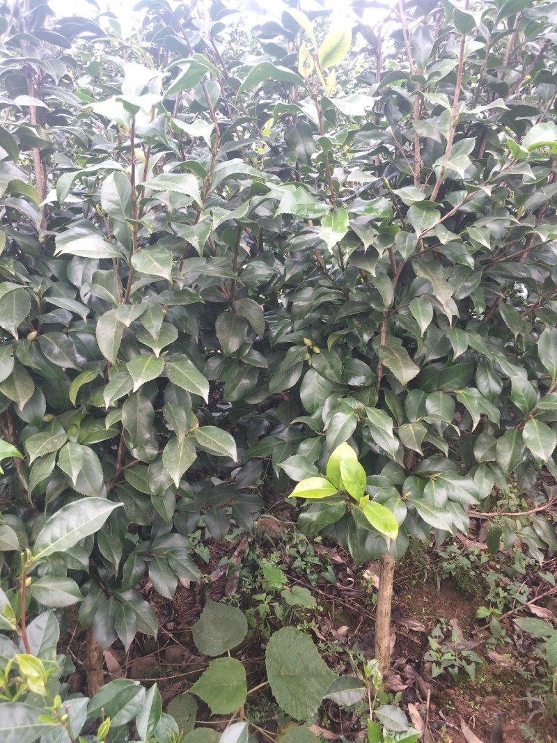 茶花，山茶花，四季茶花，小苗，品种多，四川宜宾高县