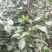 茶花，山茶花，四季茶花，小苗，品种多，四川宜宾高县