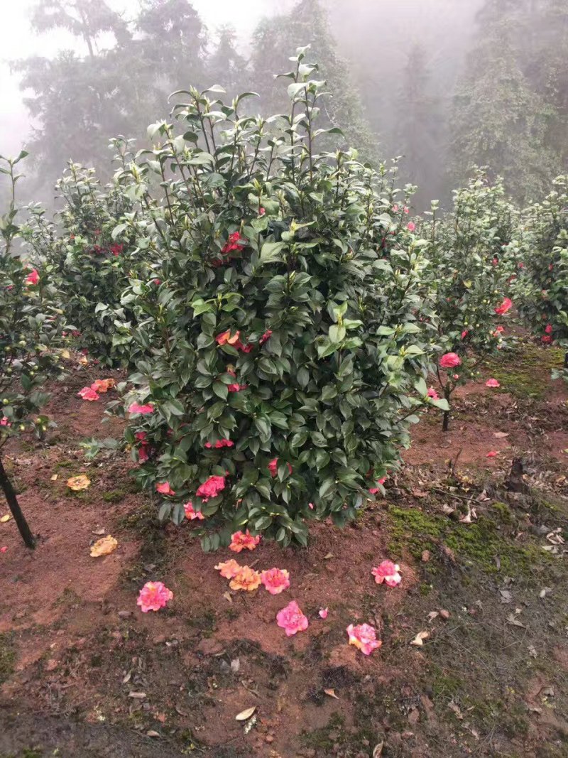 茶花，山茶花，四季茶花，小苗，品种多，四川宜宾高县