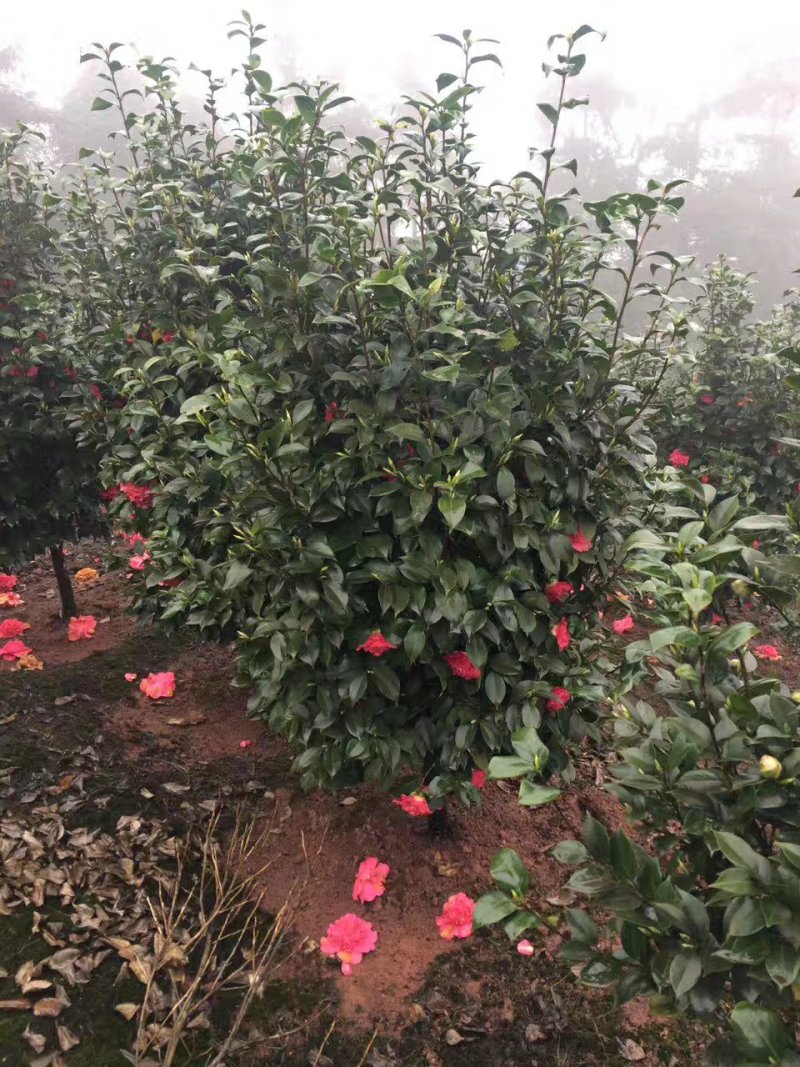 茶花，山茶花，四季茶花，小苗，品种多，四川宜宾高县