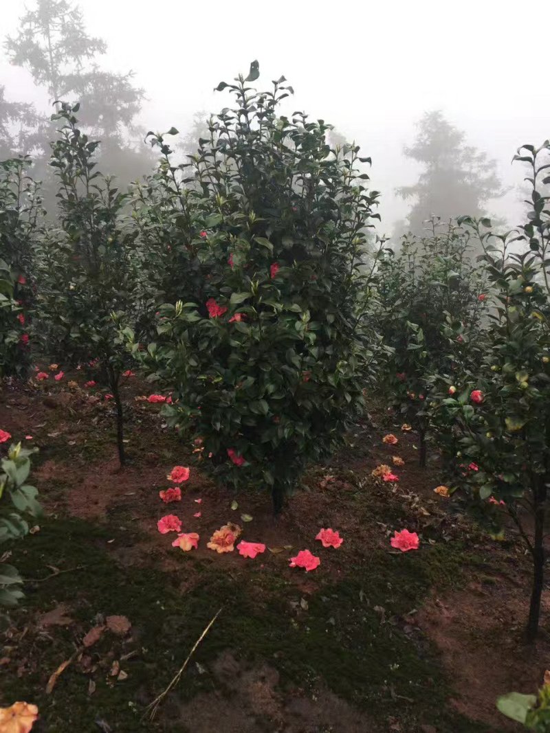 茶花，山茶花，四季茶花，小苗，品种多，四川宜宾高县