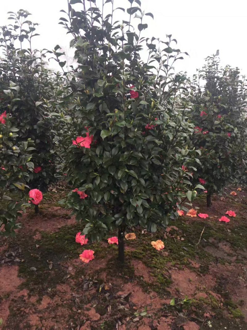 茶花，山茶花，四季茶花，小苗，品种多，四川宜宾高县
