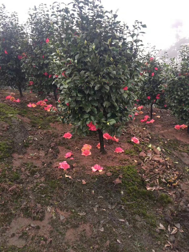 茶花，山茶花，四季茶花，小苗，品种多，四川宜宾高县