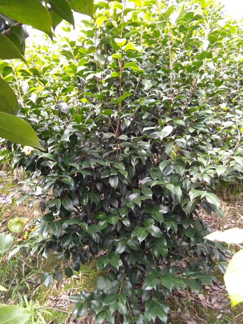 茶花，山茶花，四季茶花，小苗，品种多，四川宜宾高县