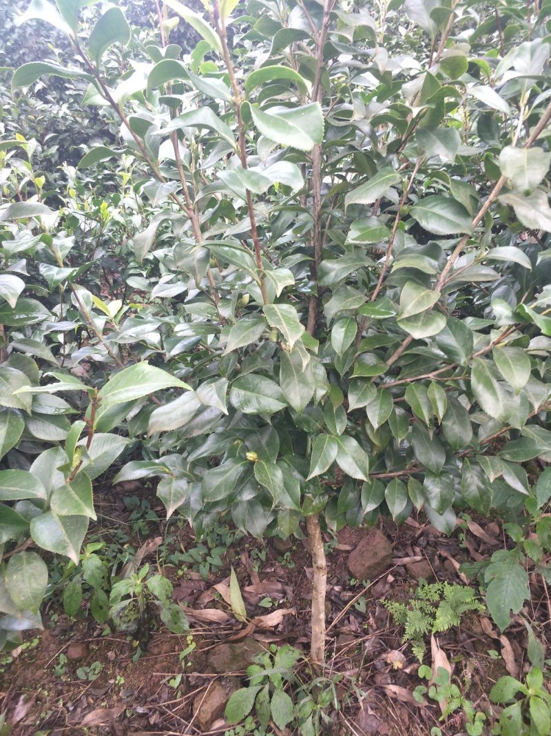 茶花，山茶花，四季茶花，小苗，品种多，四川宜宾高县