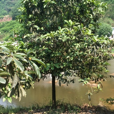 琵笆树，柚子树，宜宾琵笆种植基地大量现货，量大从优