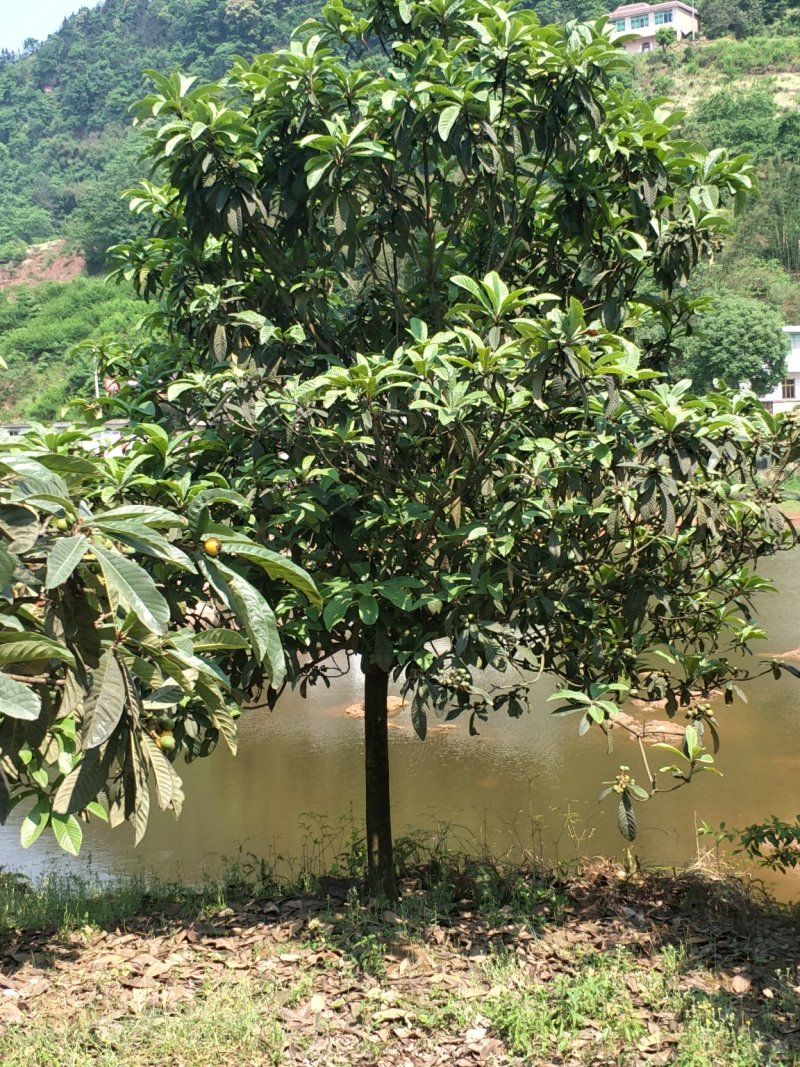 琵笆树，柚子树，宜宾琵笆种植基地大量现货，量大从优
