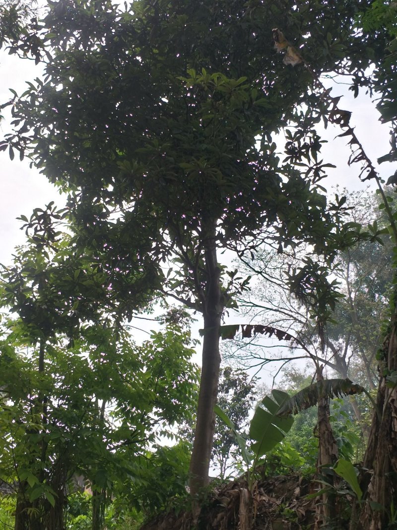 琵笆树，柚子树，宜宾琵笆种植基地大量现货，量大从优