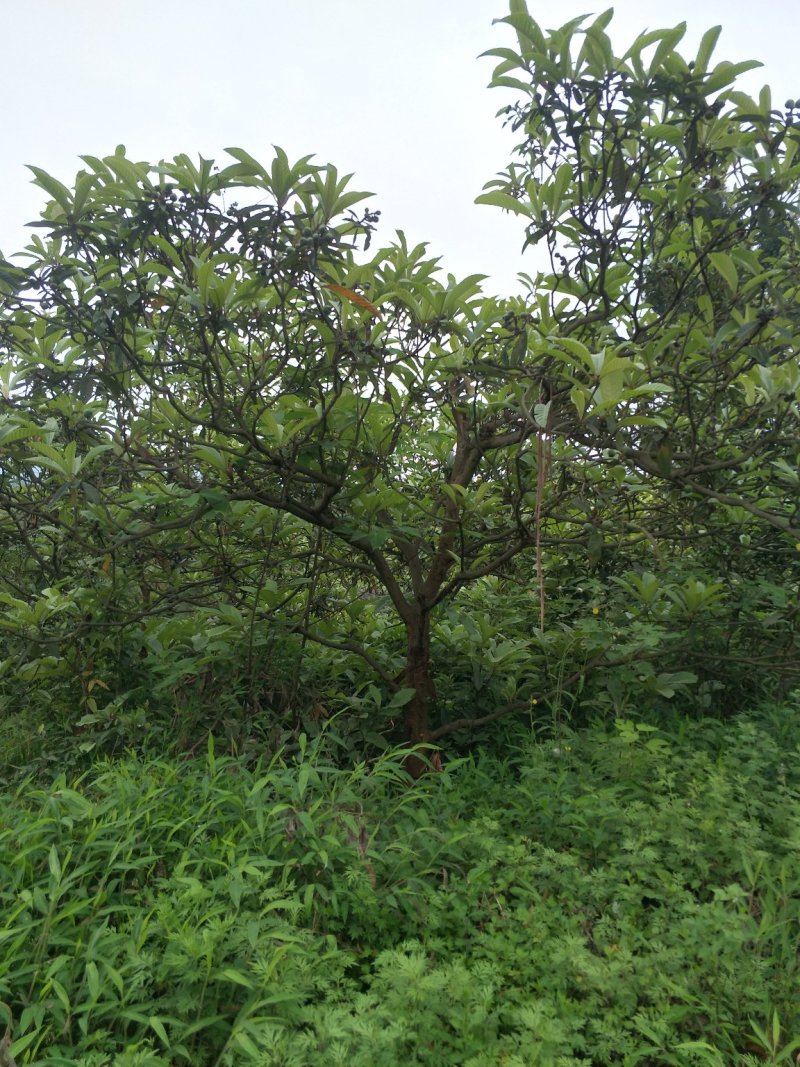 琵笆树，柚子树，宜宾琵笆种植基地大量现货，量大从优