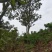 琵笆树，柚子树，宜宾琵笆种植基地大量现货，量大从优