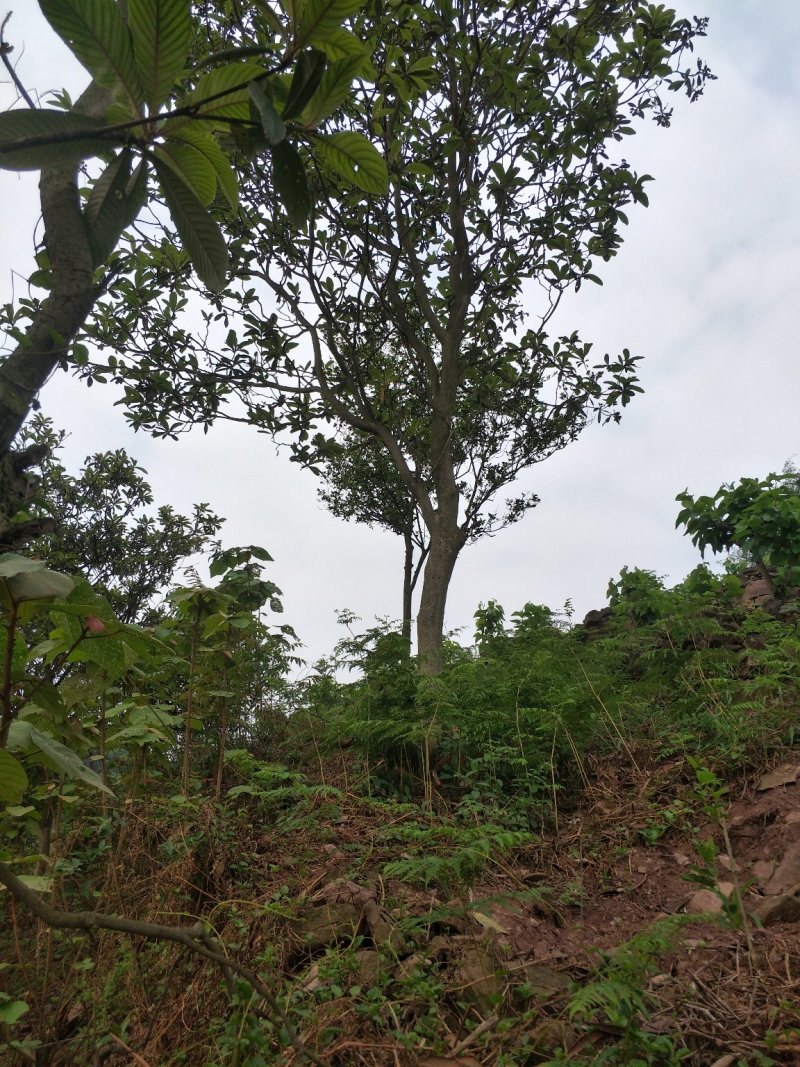 琵笆树，柚子树，宜宾琵笆种植基地大量现货，量大从优