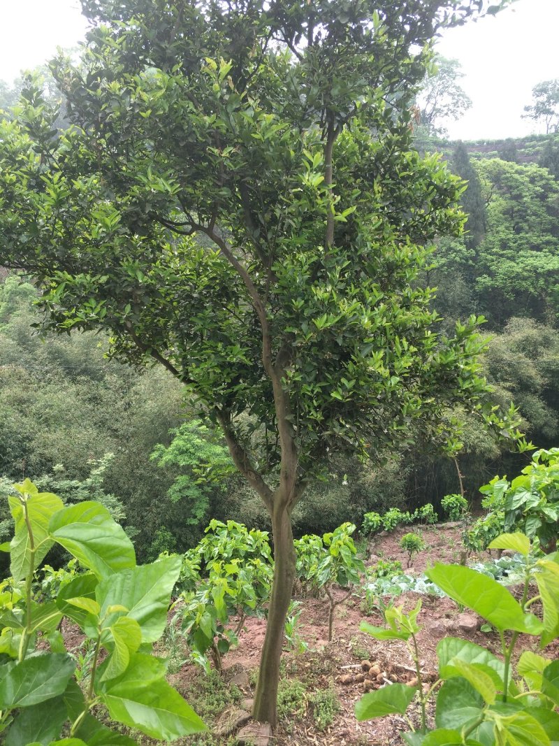 琵笆树，柚子树，宜宾琵笆种植基地大量现货，量大从优