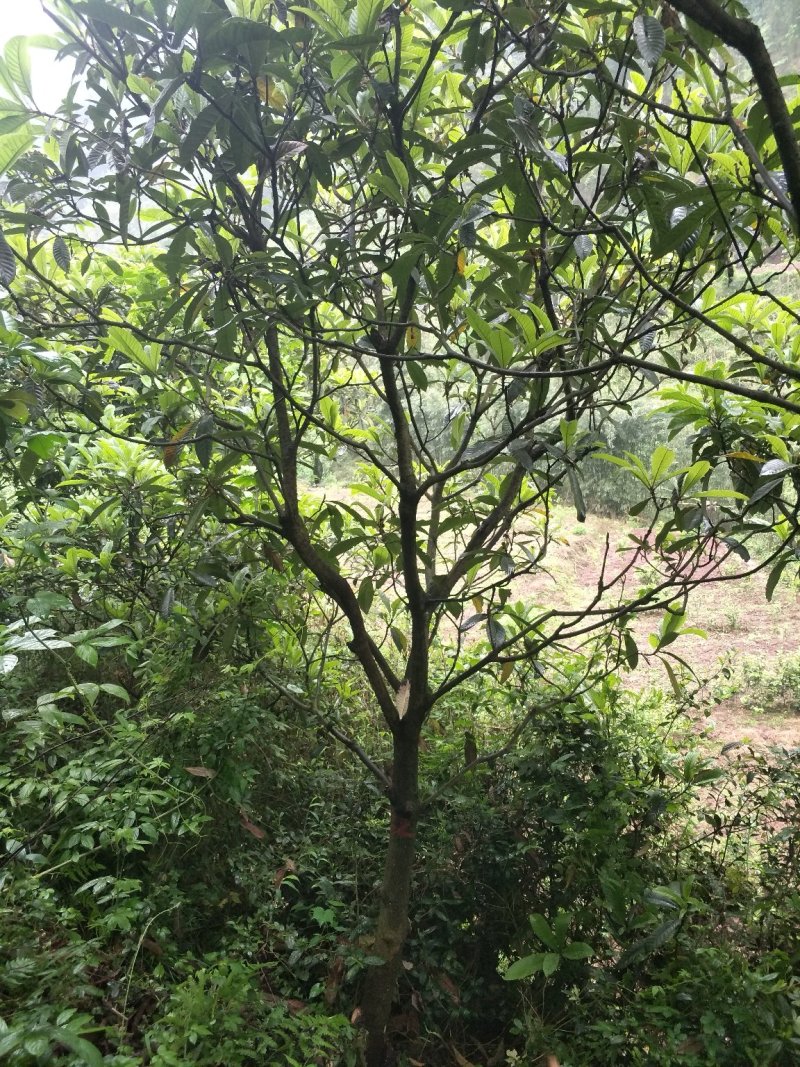 琵笆树，柚子树，宜宾琵笆种植基地大量现货，量大从优