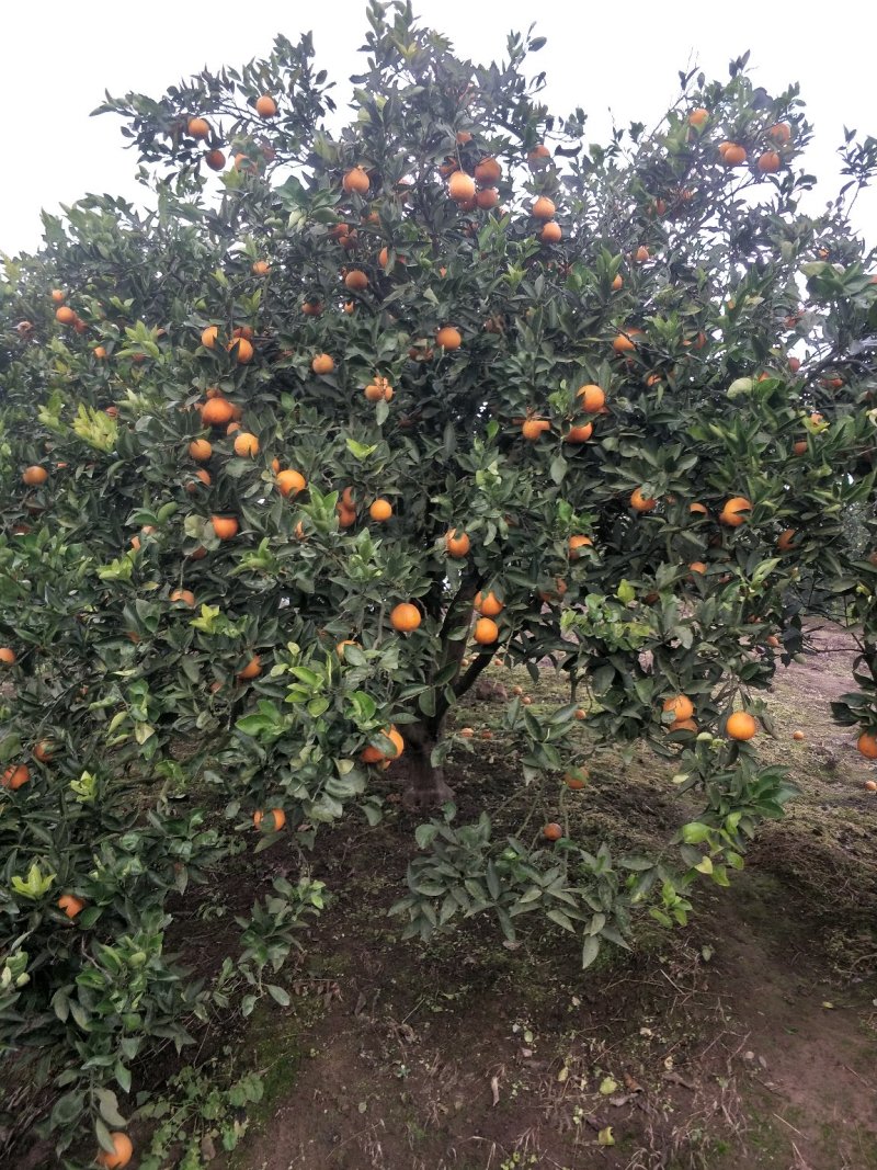 琵笆树，柚子树，宜宾琵笆种植基地大量现货，量大从优