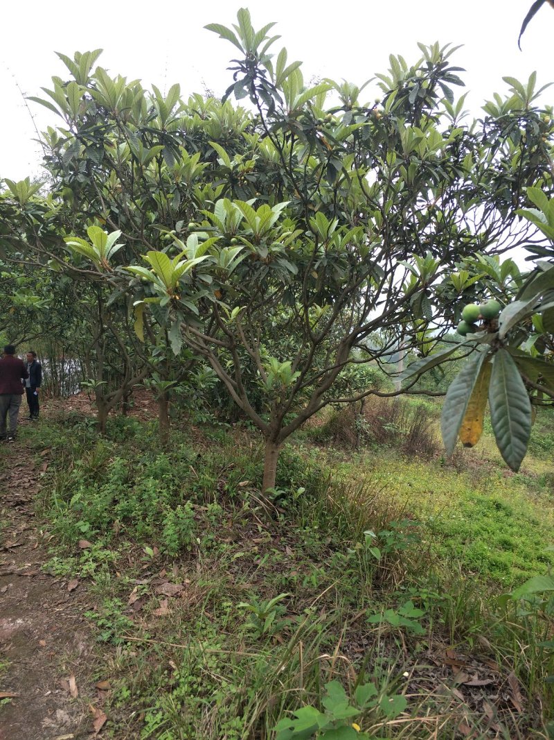 琵笆树，柚子树，宜宾琵笆种植基地大量现货，量大从优