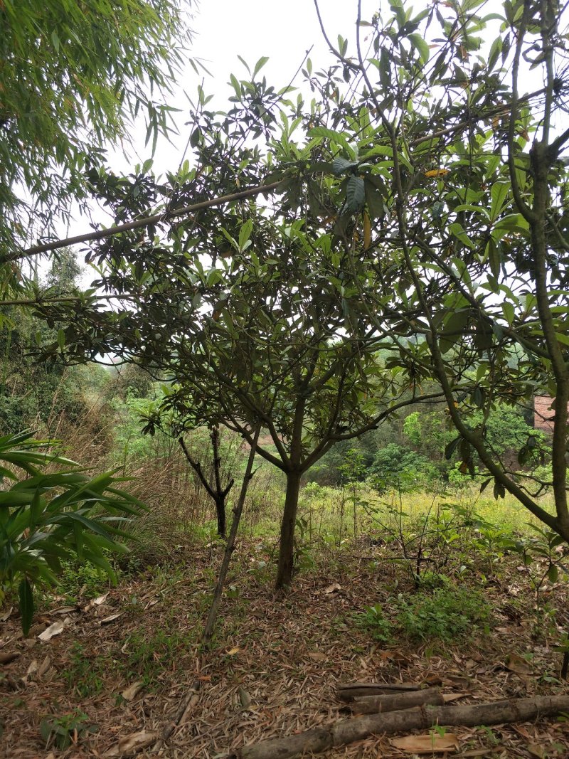 琵笆树，柚子树，宜宾琵笆种植基地大量现货，量大从优