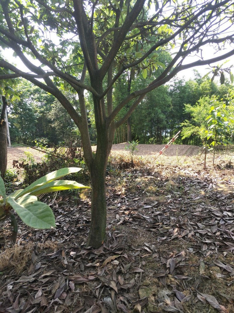 琵笆树，柚子树，宜宾琵笆种植基地大量现货，量大从优
