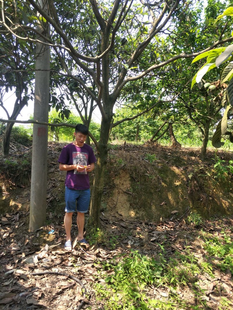 琵笆树，柚子树，宜宾琵笆种植基地大量现货，量大从优