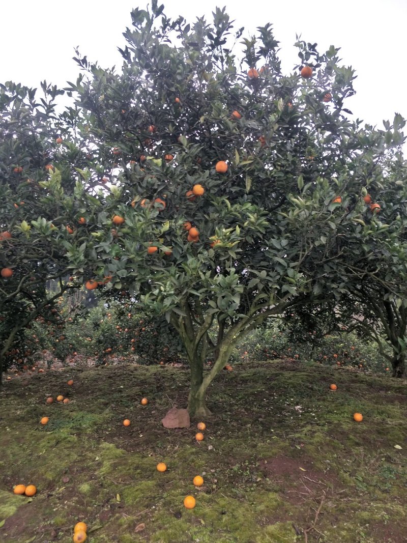 琵笆树，柚子树，宜宾琵笆种植基地大量现货，量大从优