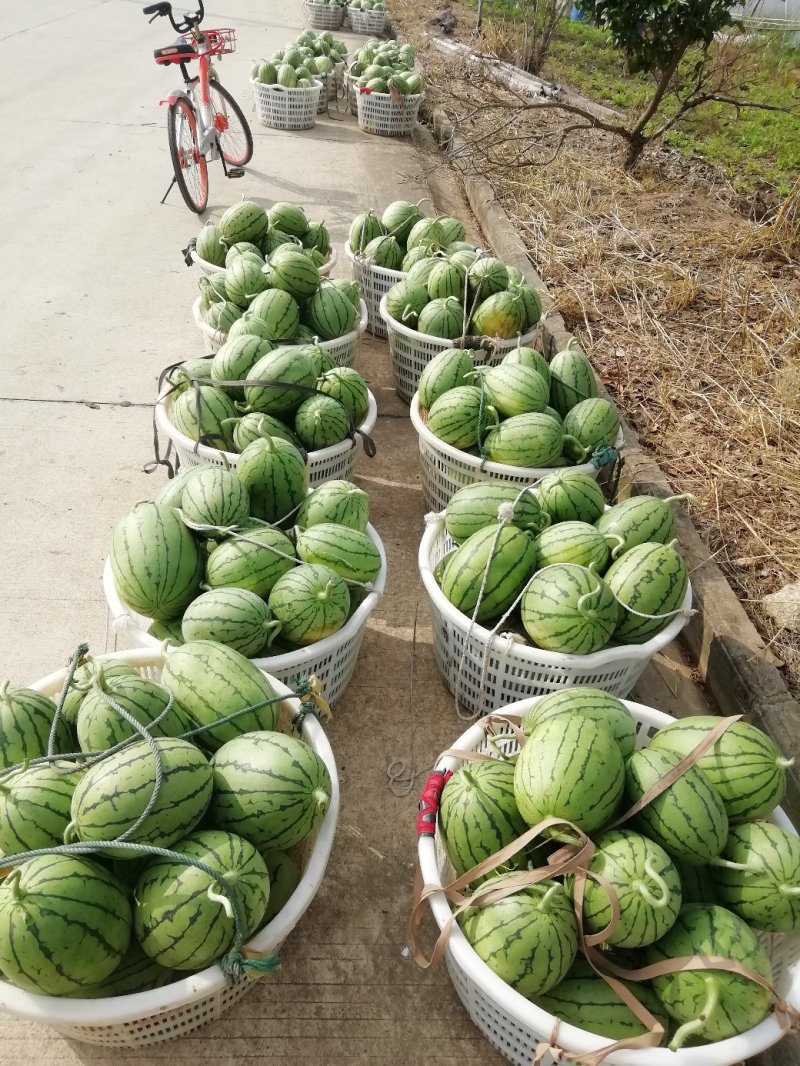 早春红玉🍉